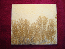 Dendrite DSC07419