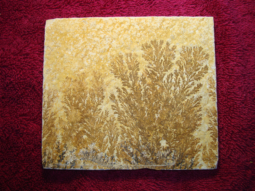 Dendrite DSC07419 (BACK)