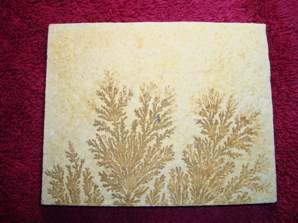 Dendrite DSC07421 (FRONT)