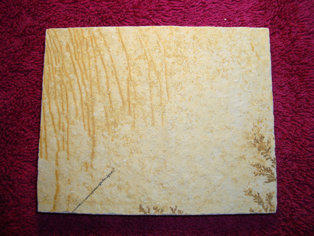 Dendrite DSC07421 (BACK)