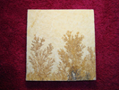 Dendrite DSC07423