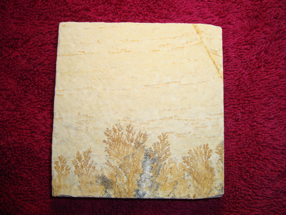 Dendrite DSC07423 (BACK)