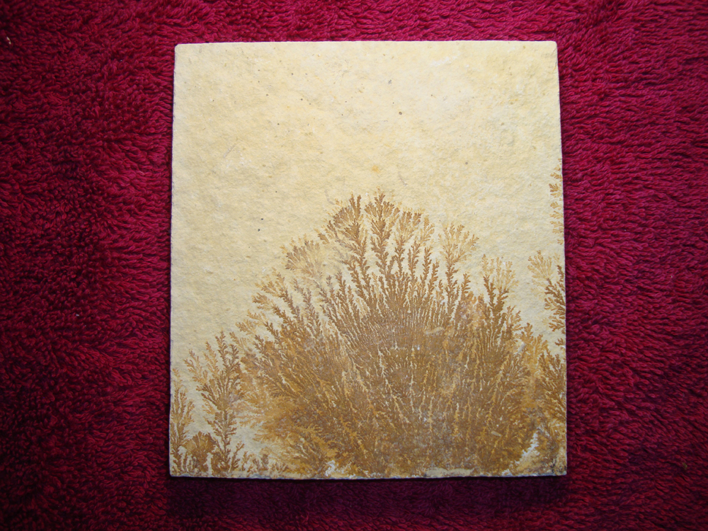 Dendrite DSC07425 (FRONT)
