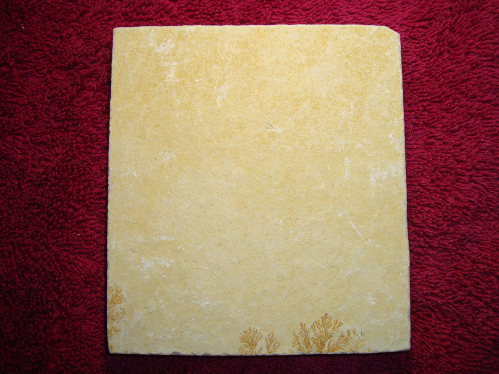 Dendrite DSC07425 (BACK)