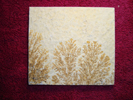 Dendrite DSC07427