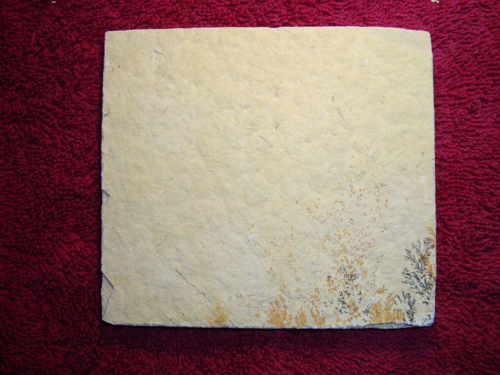 Dendrite DSC07427 (BACK)