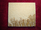Dendrite DSC07429
