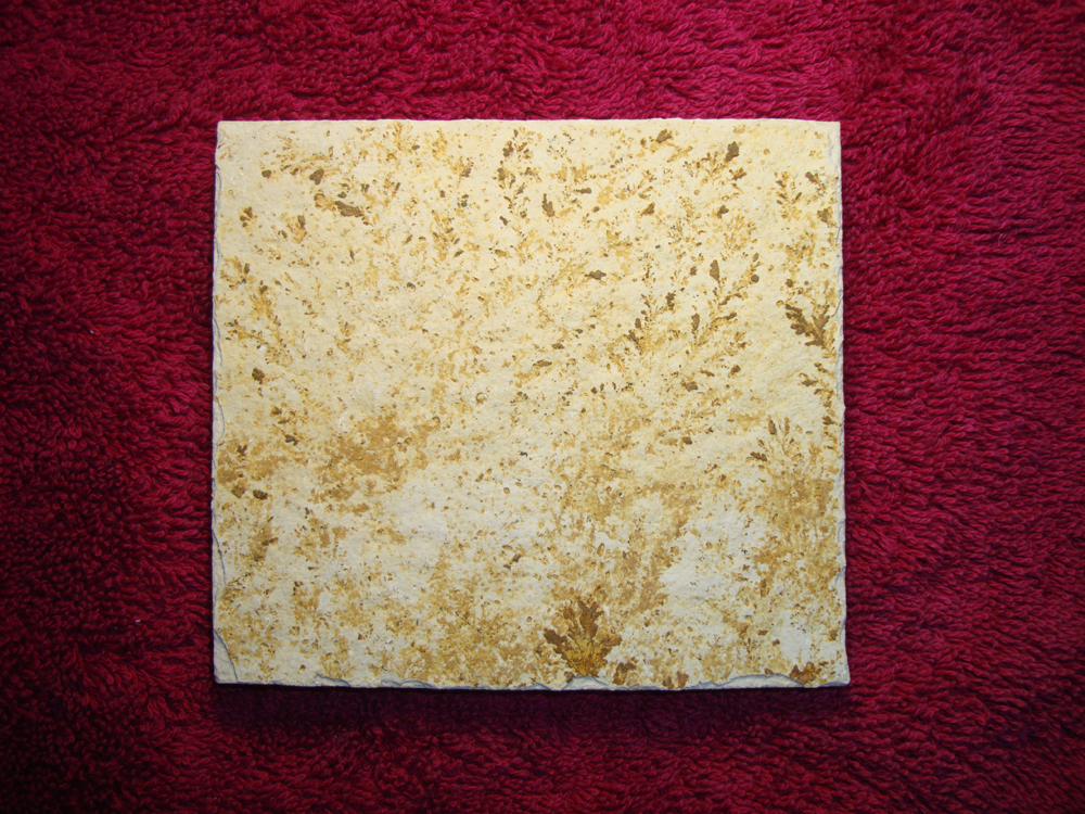 Dendrite DSC07429 (BACK)