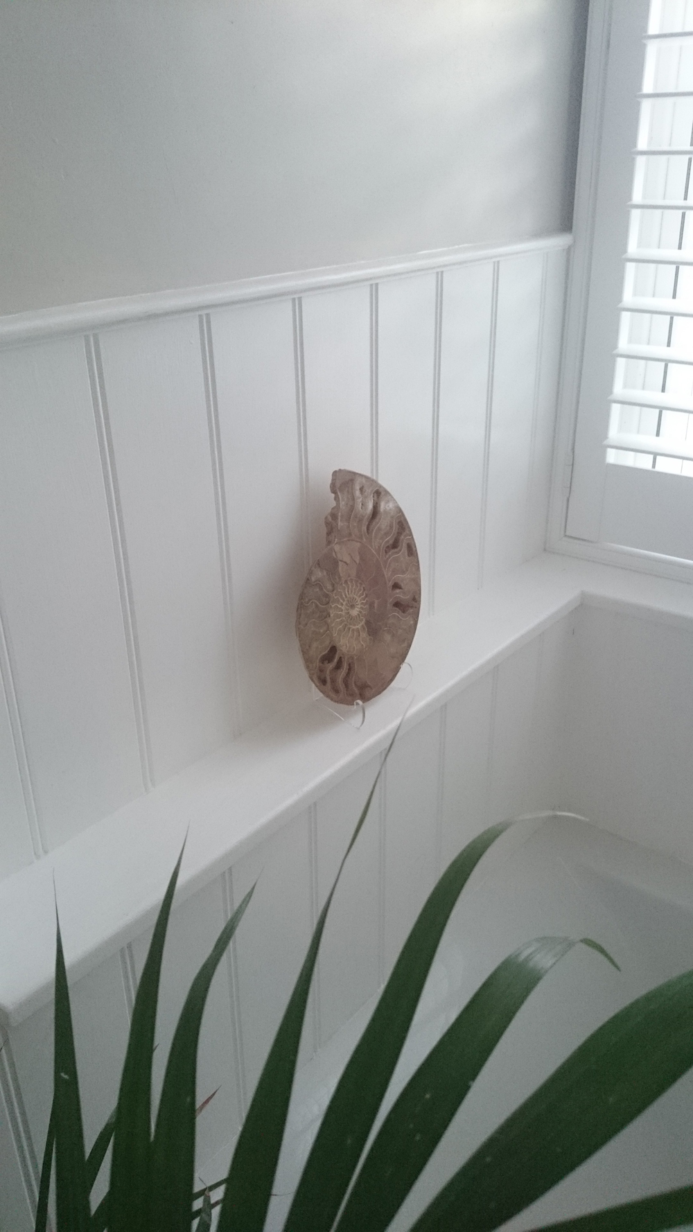 Large Split Polished Ammonite In Situ