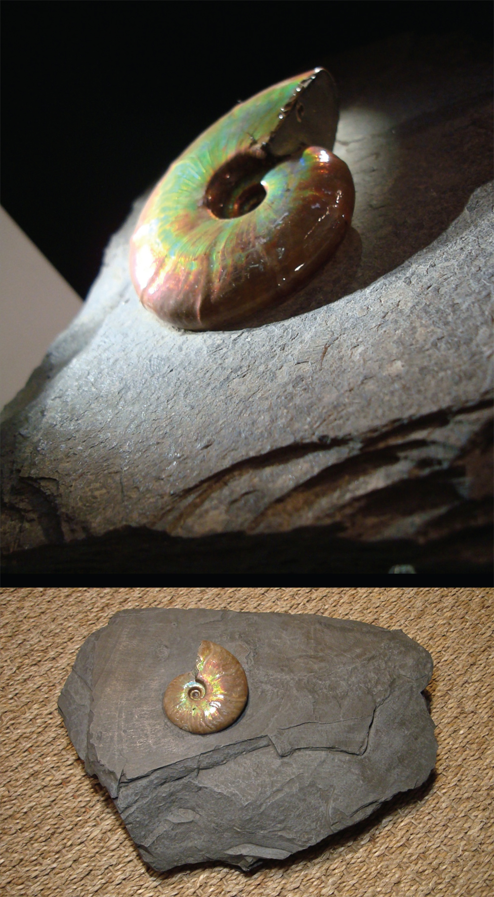 Iridescent Ammonite in Calcite