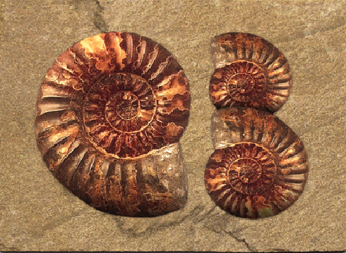 Charlotte Bailey Rocks Fossils and Minerals