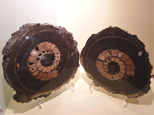 Russian Fire Black Pyritised Ammonite