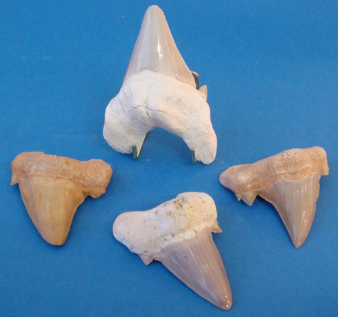 Fossilised Sharks Teeth