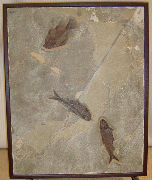 Fossilised Fish from the Green River Formation