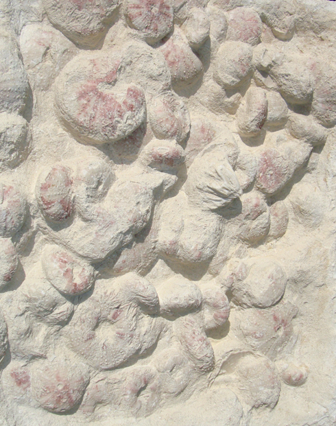 Fossilised Sea Urchin Plaque Detail