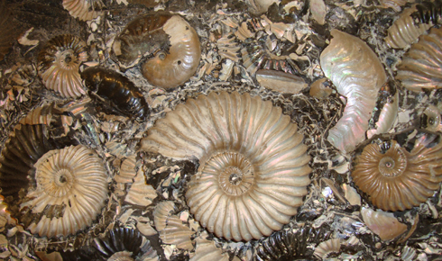 Rare Ammonite Cluster