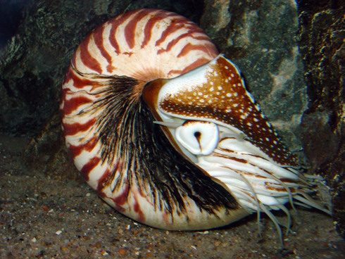 Nautilus in Berlin Zoo Aquarium