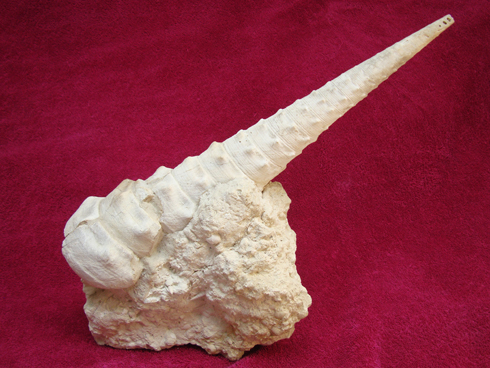 Fossilised Turritelliae Sea Snail Shell (Cerithium Tiarella Turritella) 