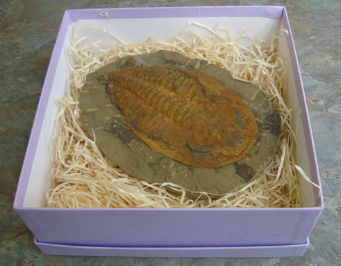 Trilobite in Gift Box