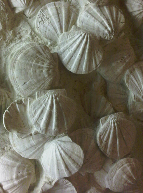 Fossilised Pectens