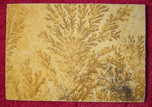 Dendrite B