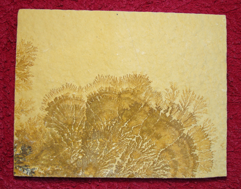 Dendrite C
