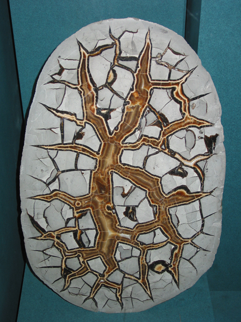 Septarian nodule section (Pinch Collection Canadian Museum of Nature in Ottawa) by Keith Pomakis