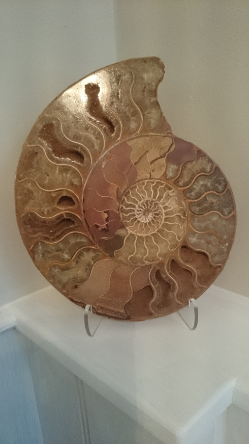 Large Split Polished Ammonite