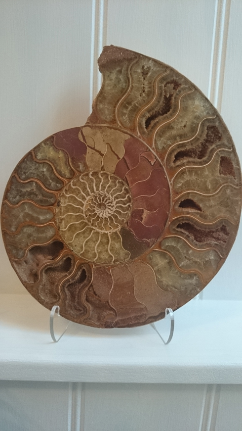 Large Split Polished Ammonite