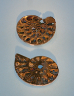 Fossils
