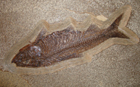 Fossilised Knightia Fish