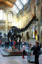 The Natural History Museum - Fossils