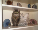 Misa at home in amongst the fossils and minerals