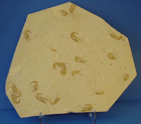 Limestone Fossilised Shrimp Plaque