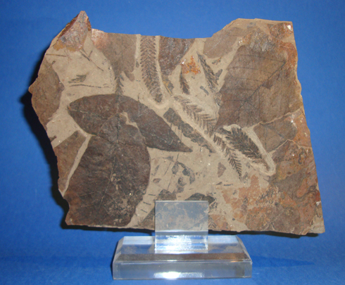 Fossilised Fern and Leaf Remains