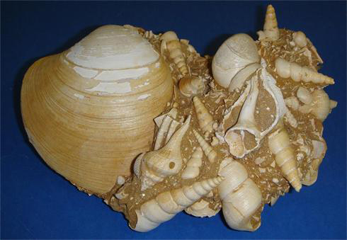 Natural Fossilised Shell Group in Matrix