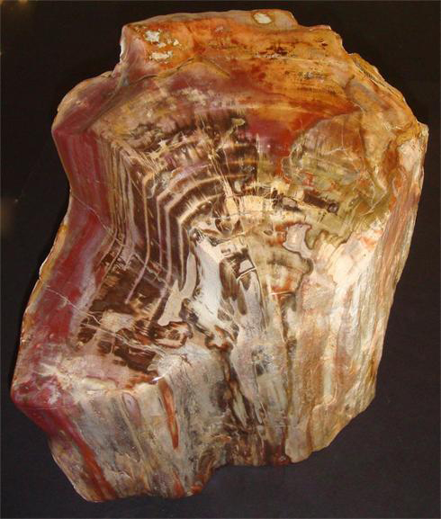 Natural Petrified Wood Fossil Trunk
