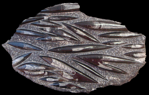 Orthoceras Plaque in Black Limestone