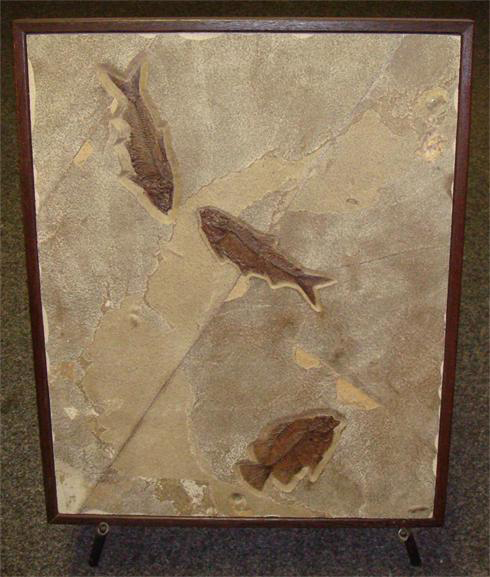 Limestone Fish Plaque (Knightia and Priscacara)