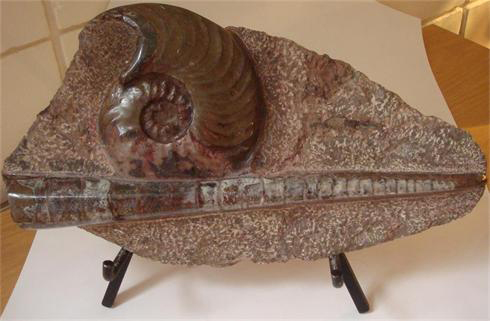 Goniatite and Orthocers Plaque