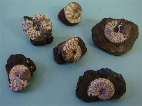 Craspedite Ammonites