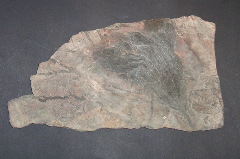 Crinoid Plaque