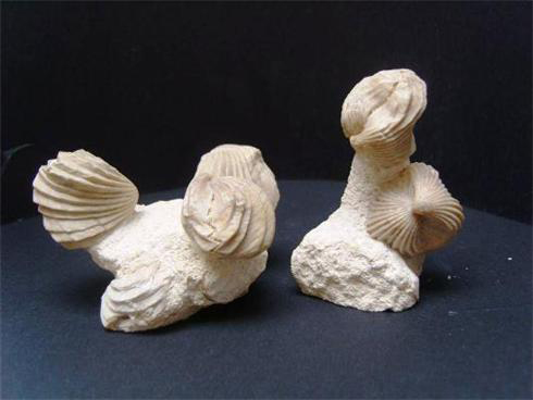 Fossilised Cockles