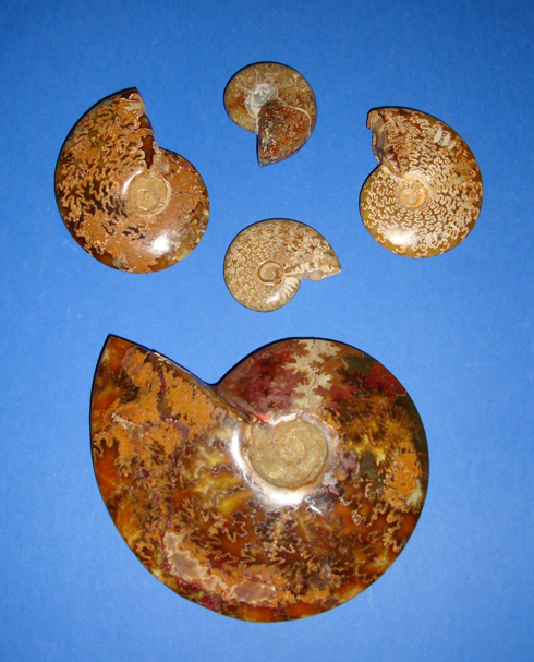whole Polished Ammonites
