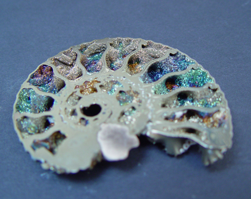 Drusy (Druzy) Pyritised Rainbow Ammonites