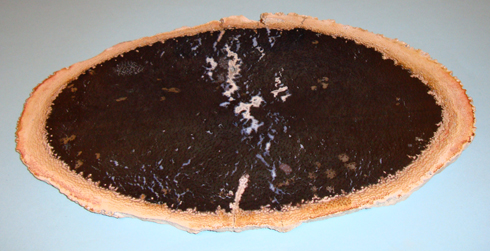 Fossilised Palm Tree Slice (Arecaceae)