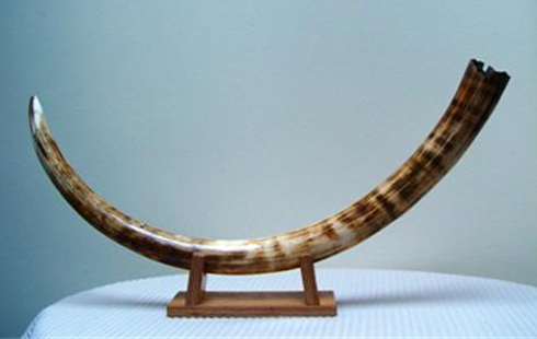 Fossilised Mammoth Tusk