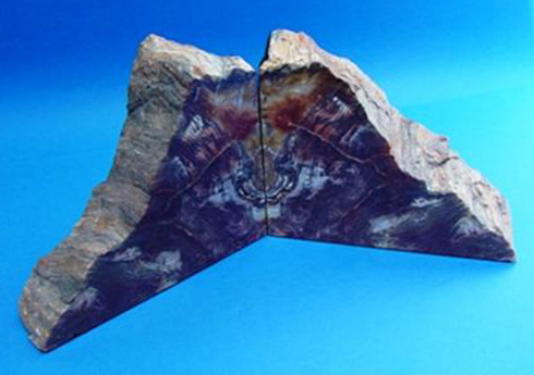 Fossilised (Petrified) Sequoia Wood Book-Ends