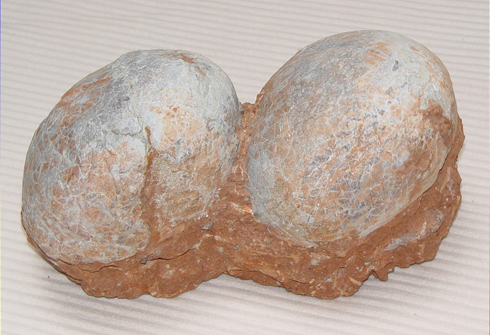 Dinorsaur (Hadrosaurus) Eggs in Nest