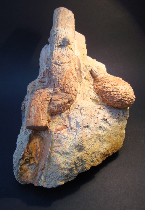 Araucaria Whole Fossilised Pine Cone and Branch